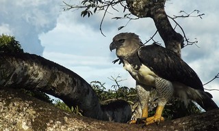 Jaguar: Jungle Icon of Guyana