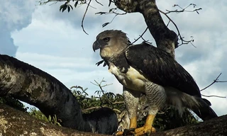 Jaguar: Jungle Icon of Guyana