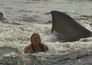 Jaws 2