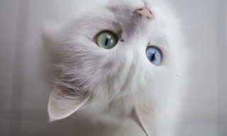 Kedi Dostu
