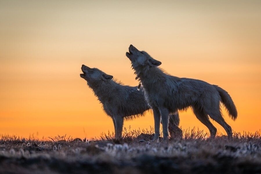 Kingdom of the white wolf