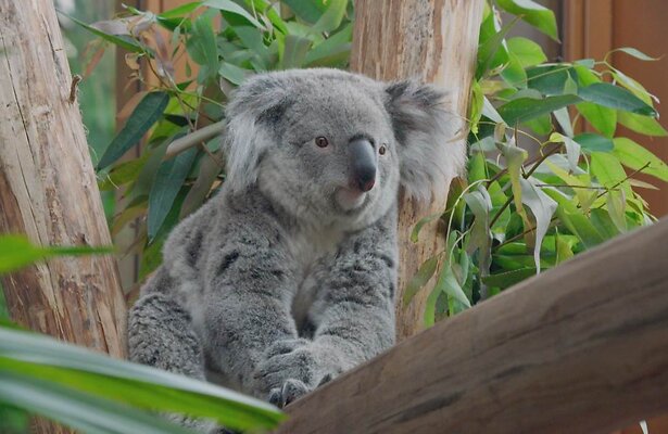 Koala in Het Echte Leven in de Dierentuin