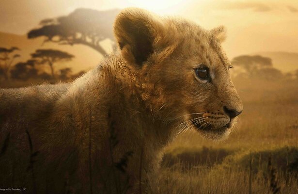 Lion
