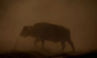 Lion Battle Zone
