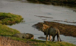 Lion Dynasty