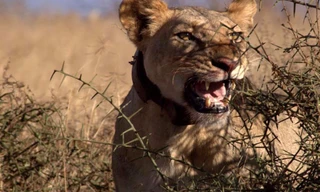 Lion Warrior