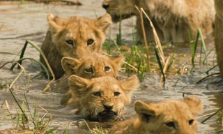 Lions: The Hunt For Survival