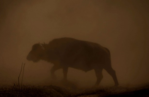 Lion Battle Zone