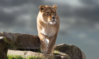 Malika: The lion queen
