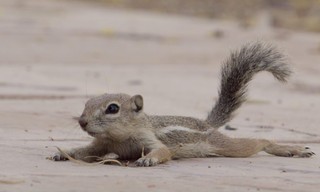 Mammals