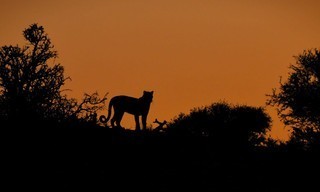 Mashatu: Land of leopards