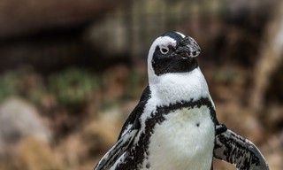 Meet the Penguins