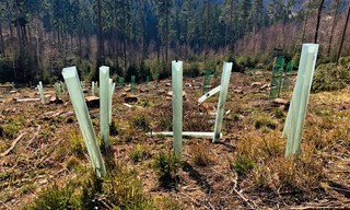 Mein Wald - Fünf Jahre zwischen Mythos und Holz