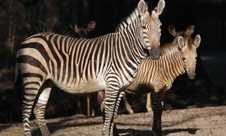 Nashorn, Zebra & Co.