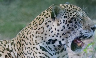 Natuur op Z: Surviving the Amazon