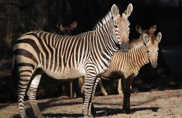 Nashorn, Zebra & Co.