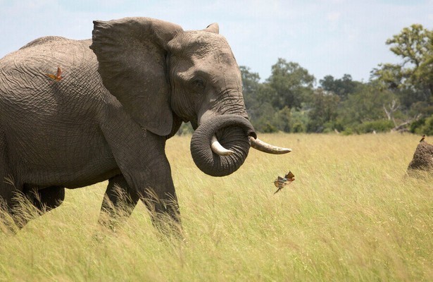Olifant