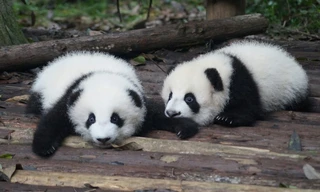 Panda School