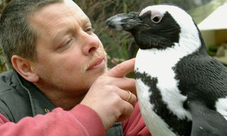 Pinguin, Löwe & Co.