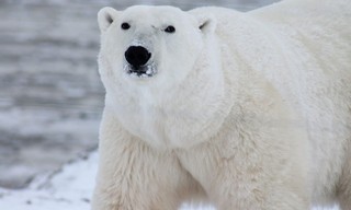 Planet Carnivore