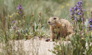 Prairie dog manor
