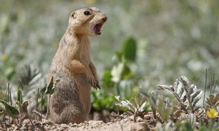 Prairie dog manor