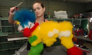 Preposterous Pets