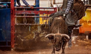 Pro Bull Riders