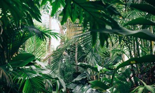 Ray Mears and Ewan McGregor: Extreme Jungle