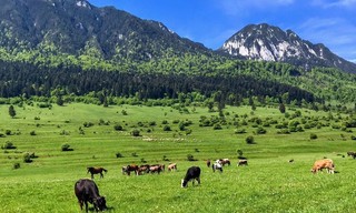 Re: Ein Hufschmied lindert Tierleid in Rumänien