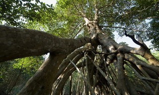 Roots of life