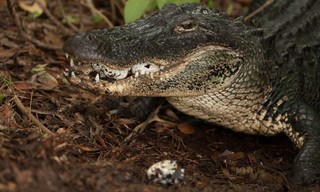 Secrets Life of Predators