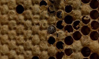 Secrets of the bees