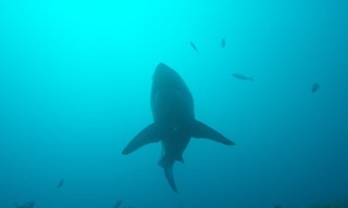 Secrets of the bullshark