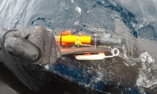Secrets of the bullshark