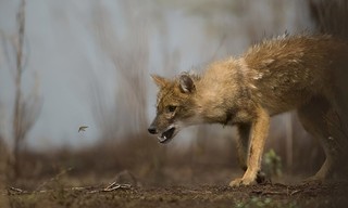 Secrets of wild India