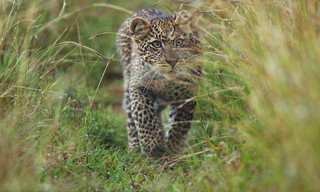 Serengeti