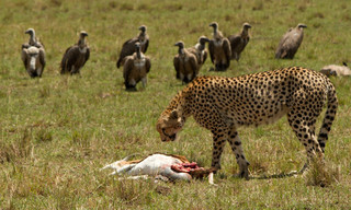 Serengeti speed queen