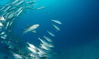 Shark