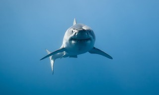 Shark Week