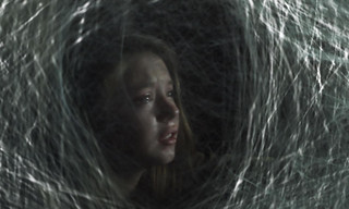 Spiders
