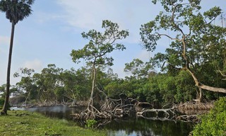 Surfing Hippos - Gabon's Jungle Beach