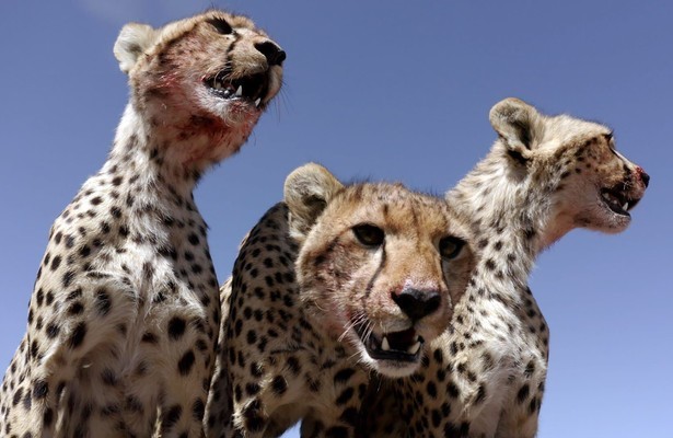 Still uit Serengeti