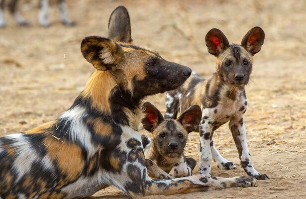 Storm met pups in Attenboroughs: Kingdom