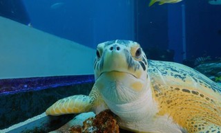 The Aquarium