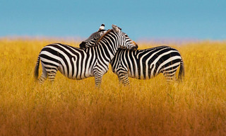 The mating game