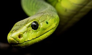 The wonder of animals