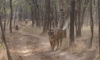 The World's Most Famous Tiger