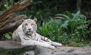 Tiere im Zoo