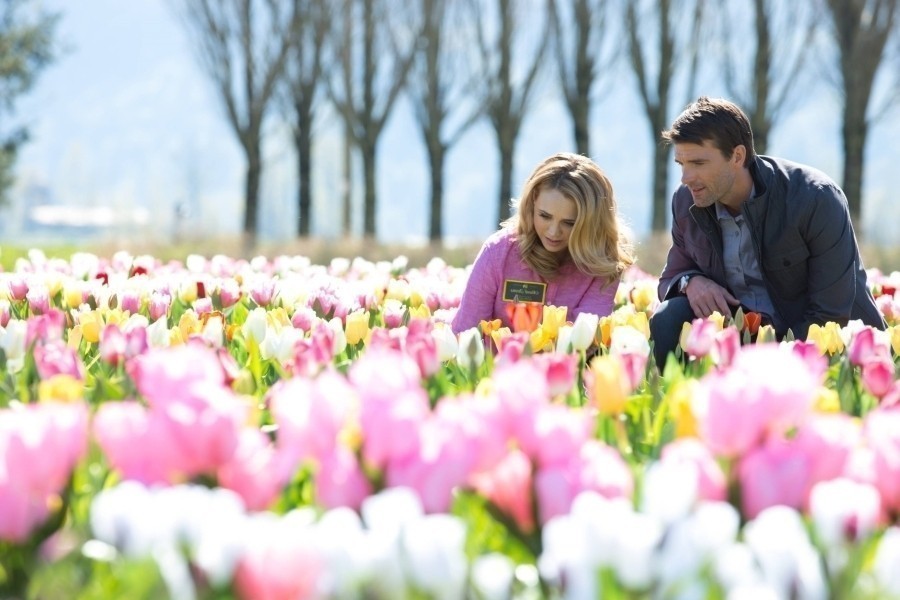 Tulips in Spring